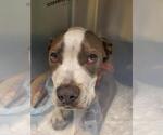 Small American Pit Bull Terrier