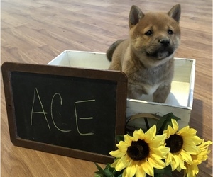 Shiba Inu Puppy for sale in SULLIVAN, IL, USA