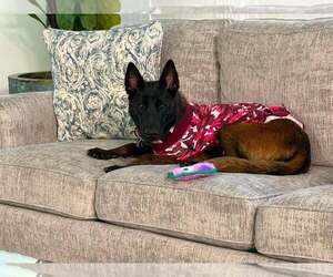 Texas Legends Janis - Located in TX - Female Mutt Dog for Adoption - Photo #6