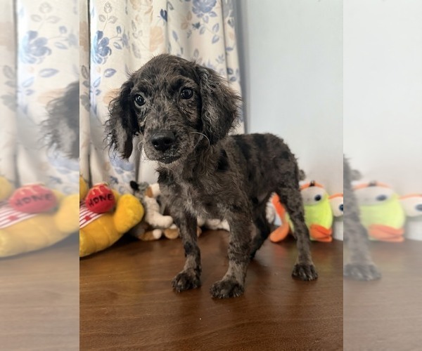 Medium Photo #10 Cockapoo (Miniature) Puppy For Sale in DURHAM, CT, USA