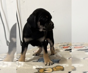 Medium Carlin Pinscher