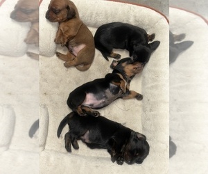 Medium Dachshund