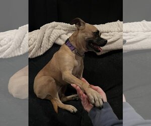HOLLY - Female Boxer-Unknown Mix Dog for Adoption - Photo #10