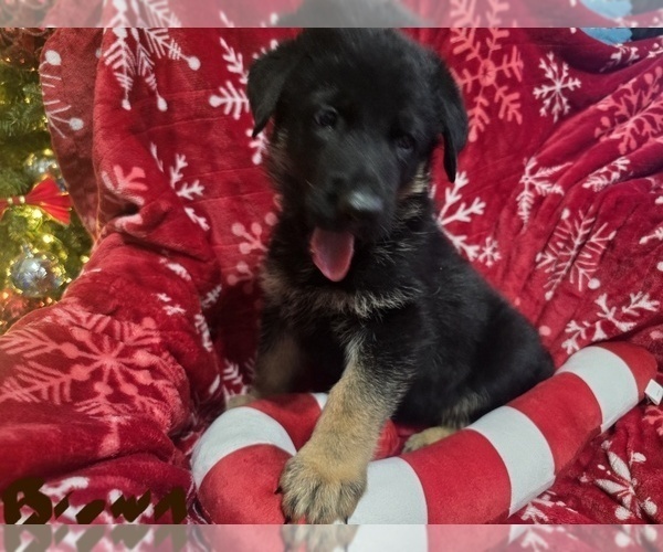 Medium Photo #18 German Shepherd Dog Puppy For Sale in APACHE JUNCTION, AZ, USA