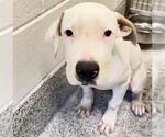 PENNYWISE - Male Mutt Dog for Adoption - Small photo