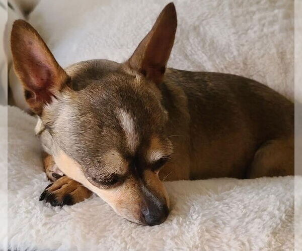 Medium Photo #8 Chihuahua Puppy For Sale in San Diego, CA, USA