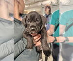Small #3 American Staffordshire Terrier Mix