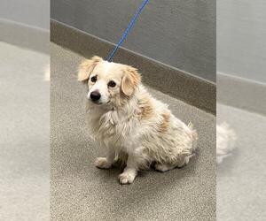 Unknown-Welsh Springer Spaniel Mix Dogs for adoption in Las Vegas, NV, USA