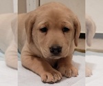 Small #5 Labrador Retriever