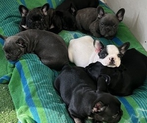 French Bulldog Puppy for sale in FAIRFAX, VA, USA