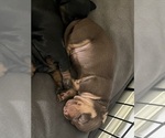 Puppy Puppy 1 Dachshund