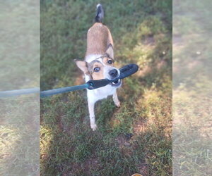 Paprika Sep 26 - Female Collie-Unknown Mix Dog for Adoption - Photo #3