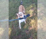 Small Photo #3 Collie-Unknown Mix Puppy For Sale in Pacolet, SC, USA