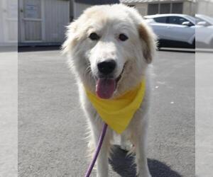 Great Pyrenees-Unknown Mix Dogs for adoption in San Antonio, TX, USA
