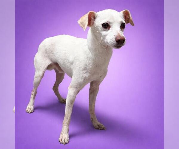 Medium Photo #1 Chihuahua Puppy For Sale in Redlands, CA, USA