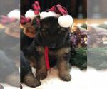 Small Photo #21 German Shepherd Dog Puppy For Sale in TACOMA, WA, USA