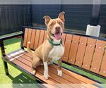 Small #1 American Pit Bull Terrier Mix