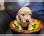 Small Photo #16 Golden Retriever Puppy For Sale in CHIMACUM, WA, USA