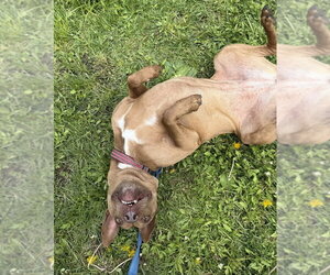 Destiny - Female American Pit Bull Terrier-Italian Greyhound Mix Dog for Adoption - Photo #5