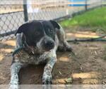 Small #1 Mutt