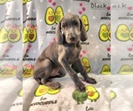 Puppy Black Weimaraner