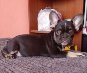 French Bulldog Puppy for sale in JACKSONVILLE, FL, USA