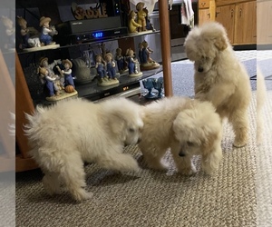 Poodle (Toy) Puppy for sale in SPENCER, IN, USA