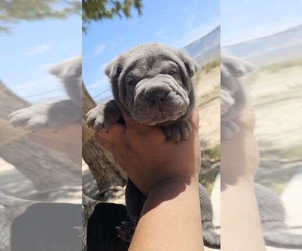 Medium Photo #1 Chinese Shar-Pei Puppy For Sale in LUCERNE VLY, CA, USA