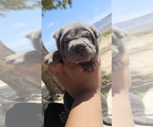 Medium Chinese Shar-Pei