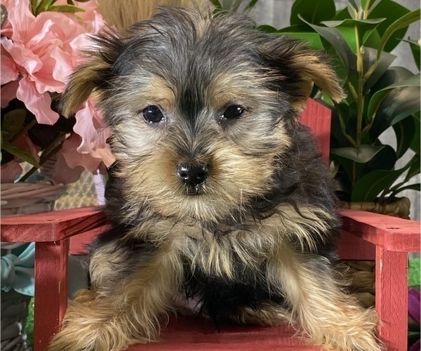 Medium Photo #5 Yorkshire Terrier Puppy For Sale in CANOGA, NY, USA