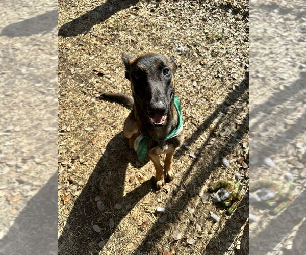 Medium Photo #1 Mutt Puppy For Sale in Imlay City, MI, USA