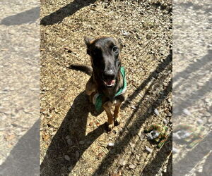 Mutt Dogs for adoption in Imlay City, MI, USA