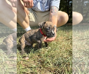 Medium Boxer