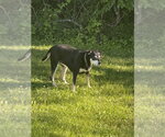 Small #1 German Shepherd Dog Mix