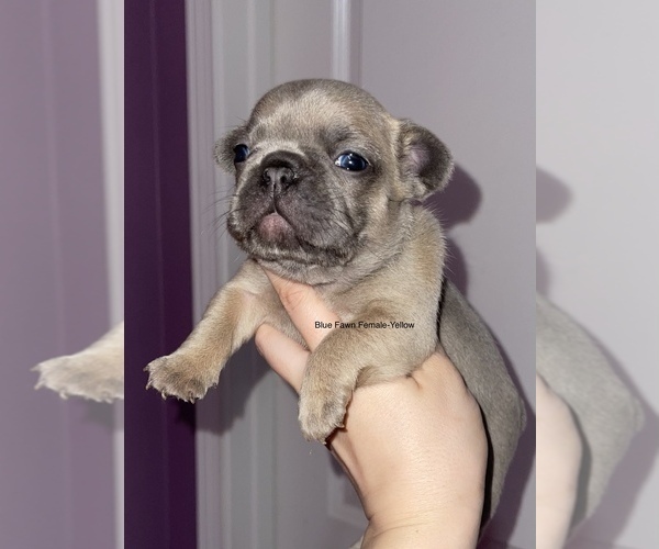 Full screen Photo #5 French Bulldog Puppy For Sale in NEWNAN, GA, USA