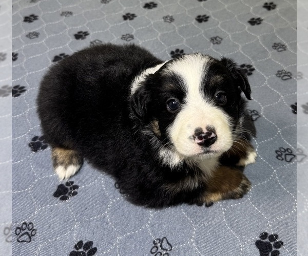 Medium Photo #13 Miniature Australian Shepherd Puppy For Sale in SALISBURY, NC, USA