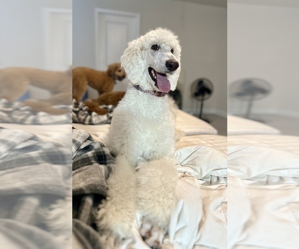 Medium Photo #1 Goldendoodle Puppy For Sale in ORLANDO, FL, USA