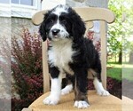 Small Photo #2 Bernedoodle Puppy For Sale in MERCERSBURG, PA, USA