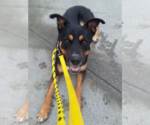 Small #39 Rottweiler Mix