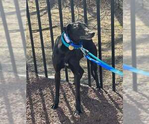Cookies - Male Greyhound Dog for Adoption - Photo #2