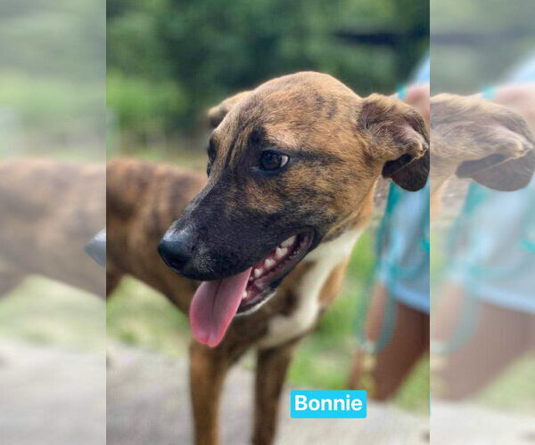 Medium Photo #7 Black Mouth Cur-Unknown Mix Puppy For Sale in Ridgefield, CT, USA