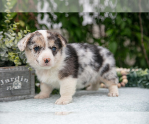 Medium Pembroke Welsh Corgi