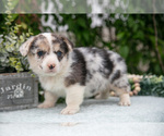 Puppy Luna Pembroke Welsh Corgi