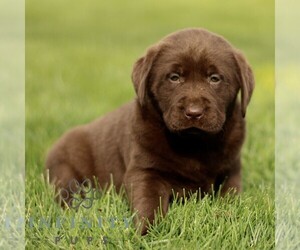 Labrador Retriever Puppy for sale in RONKS, PA, USA