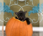 Small Photo #10 French Bulldog Puppy For Sale in ROYAL PALM BEACH, FL, USA