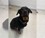 Small #7 Rottweiler Mix