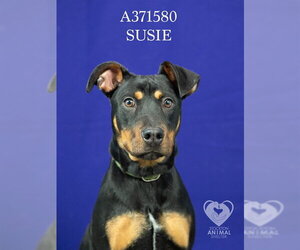 Doberman Pinscher-Unknown Mix Dogs for adoption in Stockton, CA, USA