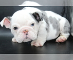 Puppy Macho English Bulldog