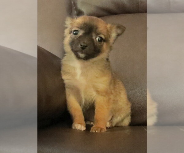 Medium Photo #9 Chihuahua Puppy For Sale in HAYES, VA, USA