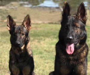 Father of the German Shepherd Dog puppies born on 05/27/2025